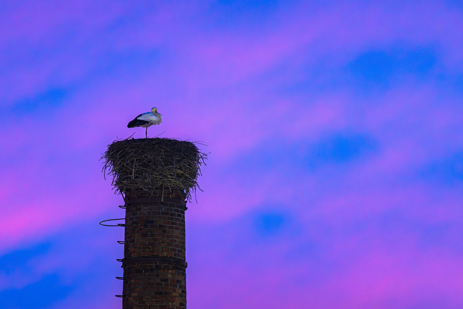 Weißstorch am Abend