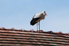 Weißstorch am Bodensee