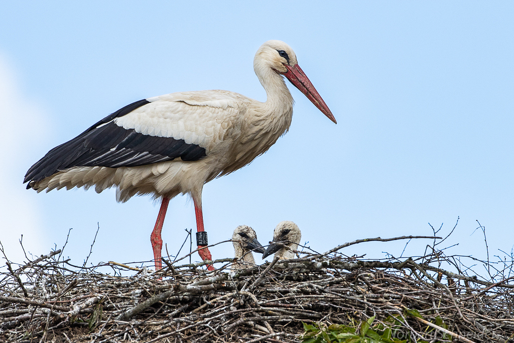 Weißstorch am Nest