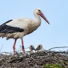 Weißstorch am Nest