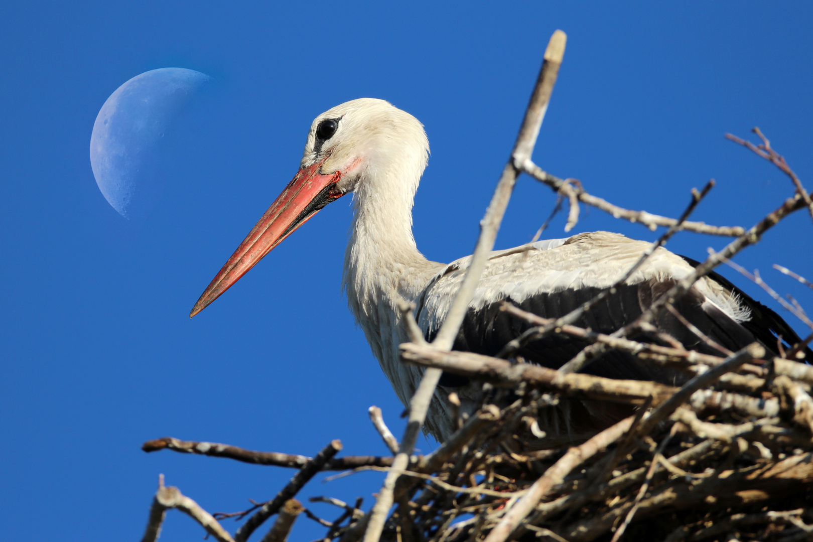 Weißstorch am Nest