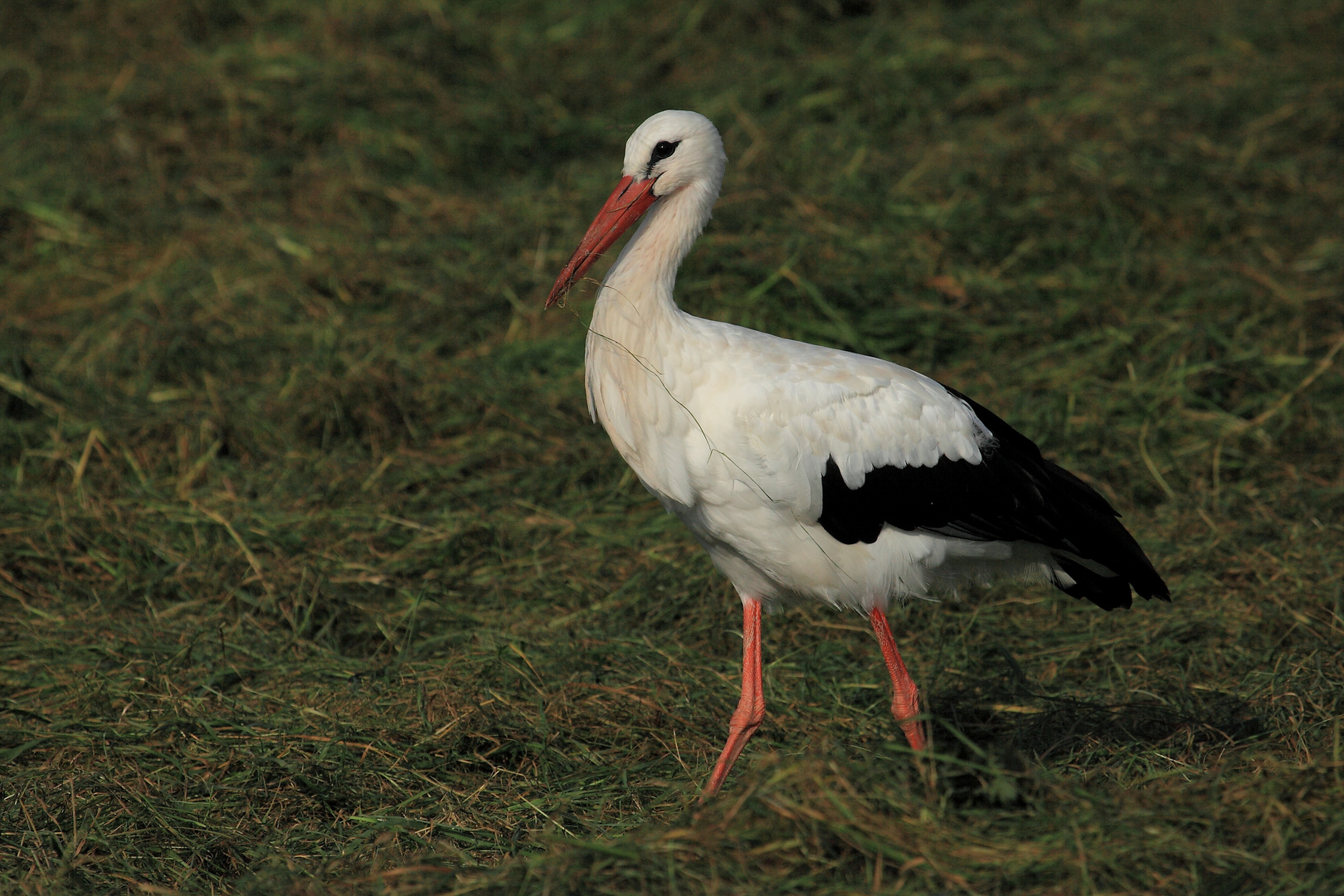 Weißstorch am Niederrhein