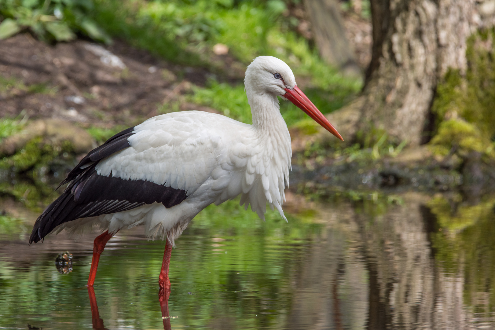 Weißstorch am Wasser