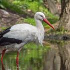 Weißstorch am Wasser