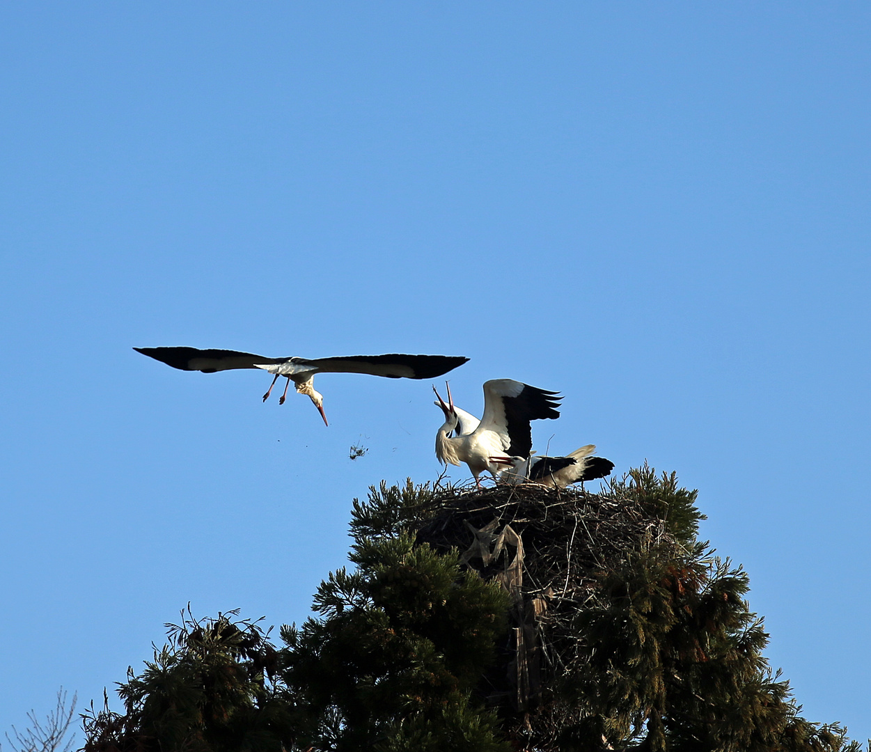 Weißstorch -Angriff aufs Nest-