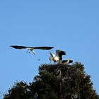 Weißstorch -Angriff aufs Nest-