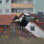 Weißstorch: Auch in Südhessen gibt es Dächer