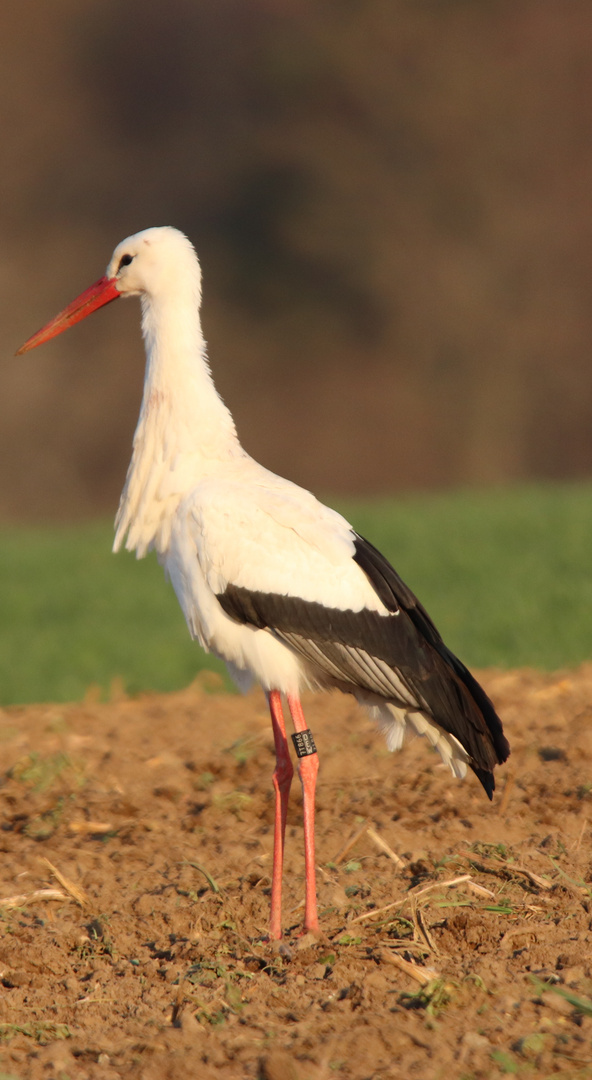 Weißstorch auf Acker