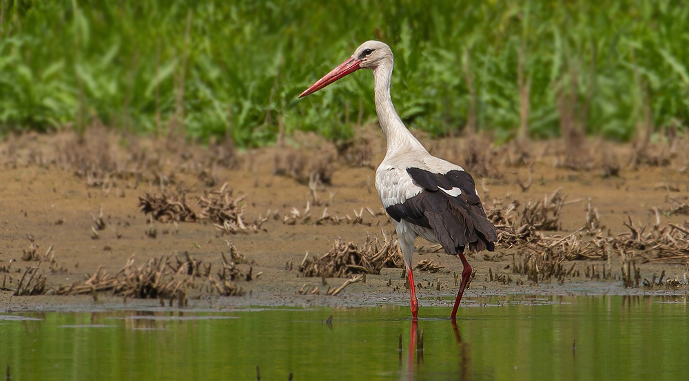 Weißstorch auf Beutezug