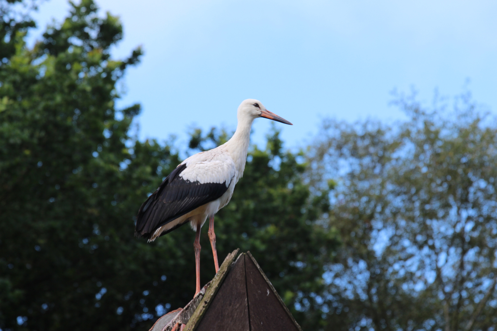 Weißstorch auf dem dach 