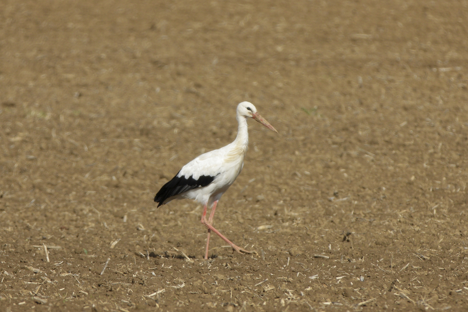 Weißstorch auf dem Feld