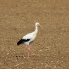 Weißstorch auf dem Feld