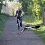 Weißstorch -Auf der Flucht-