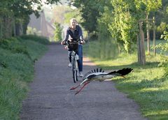 Weißstorch -Auf der Flucht-