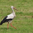 Weißstorch auf der Jagd