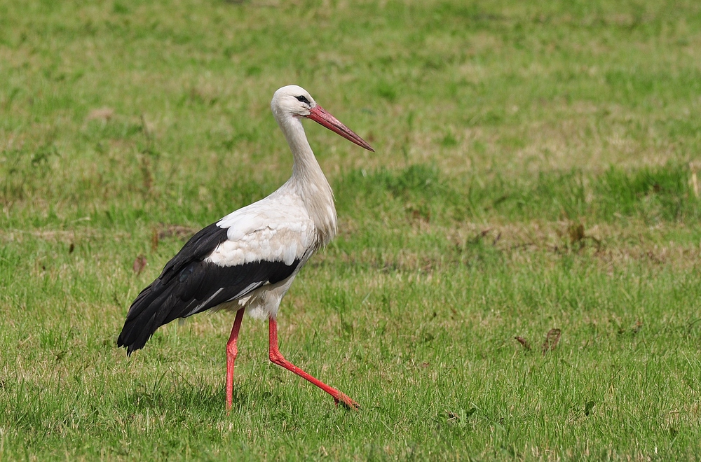 Weißstorch auf der Jagd