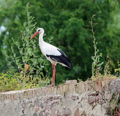 Weißstorch -auf der Mauer der Fasanerie-