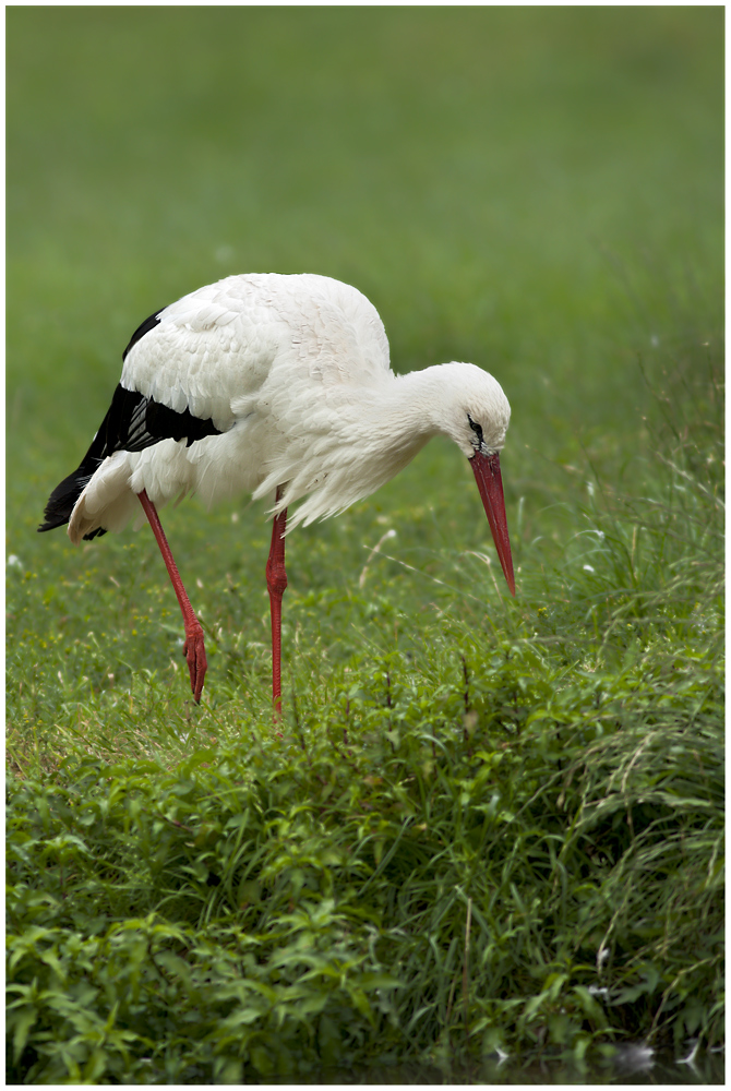 Weissstorch auf Futtersuche