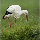 Weissstorch auf Futtersuche