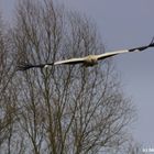 Weißstorch auf Futtersuche