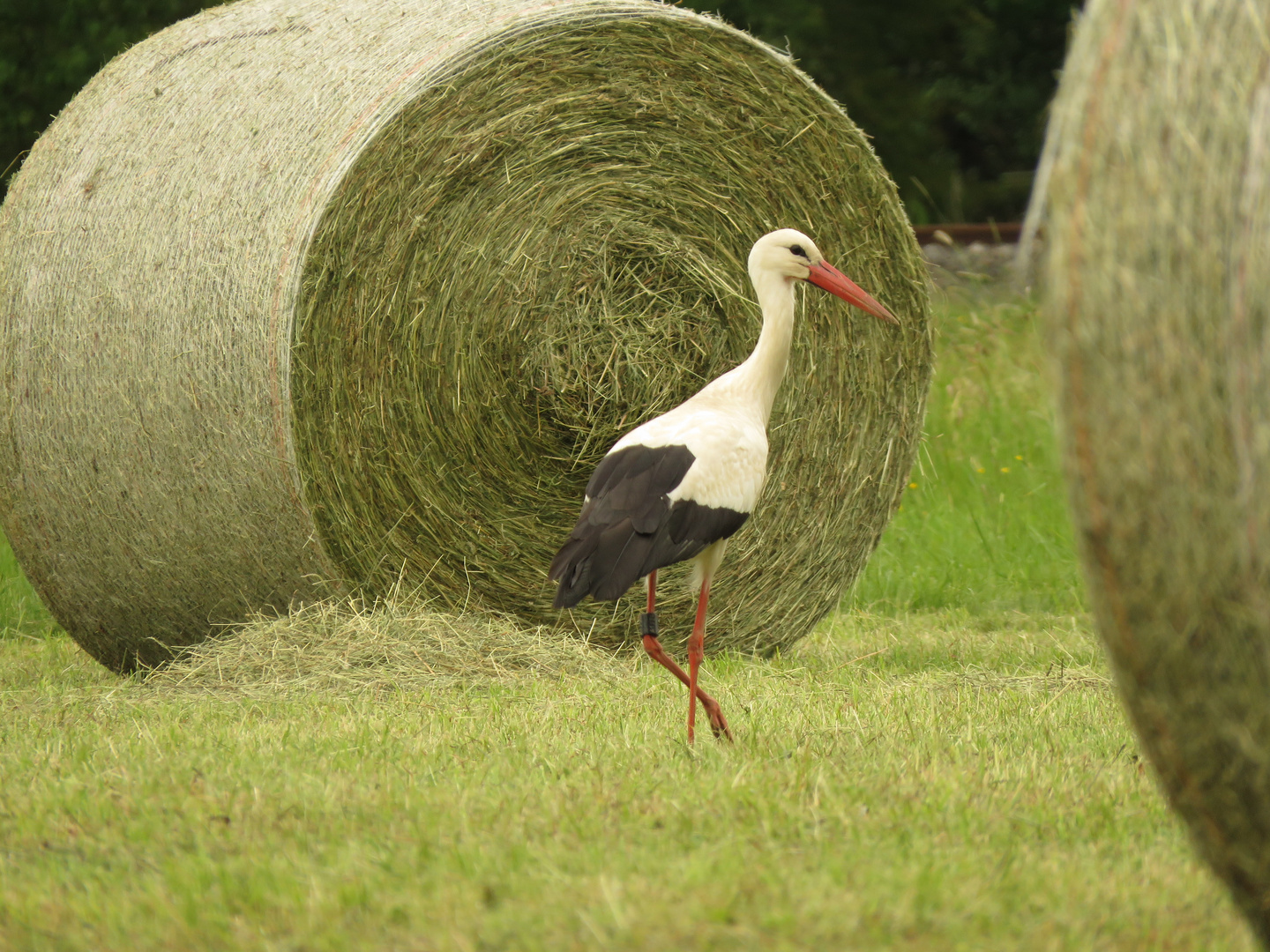 Weißstorch auf Futtersuche