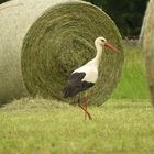 Weißstorch auf Futtersuche