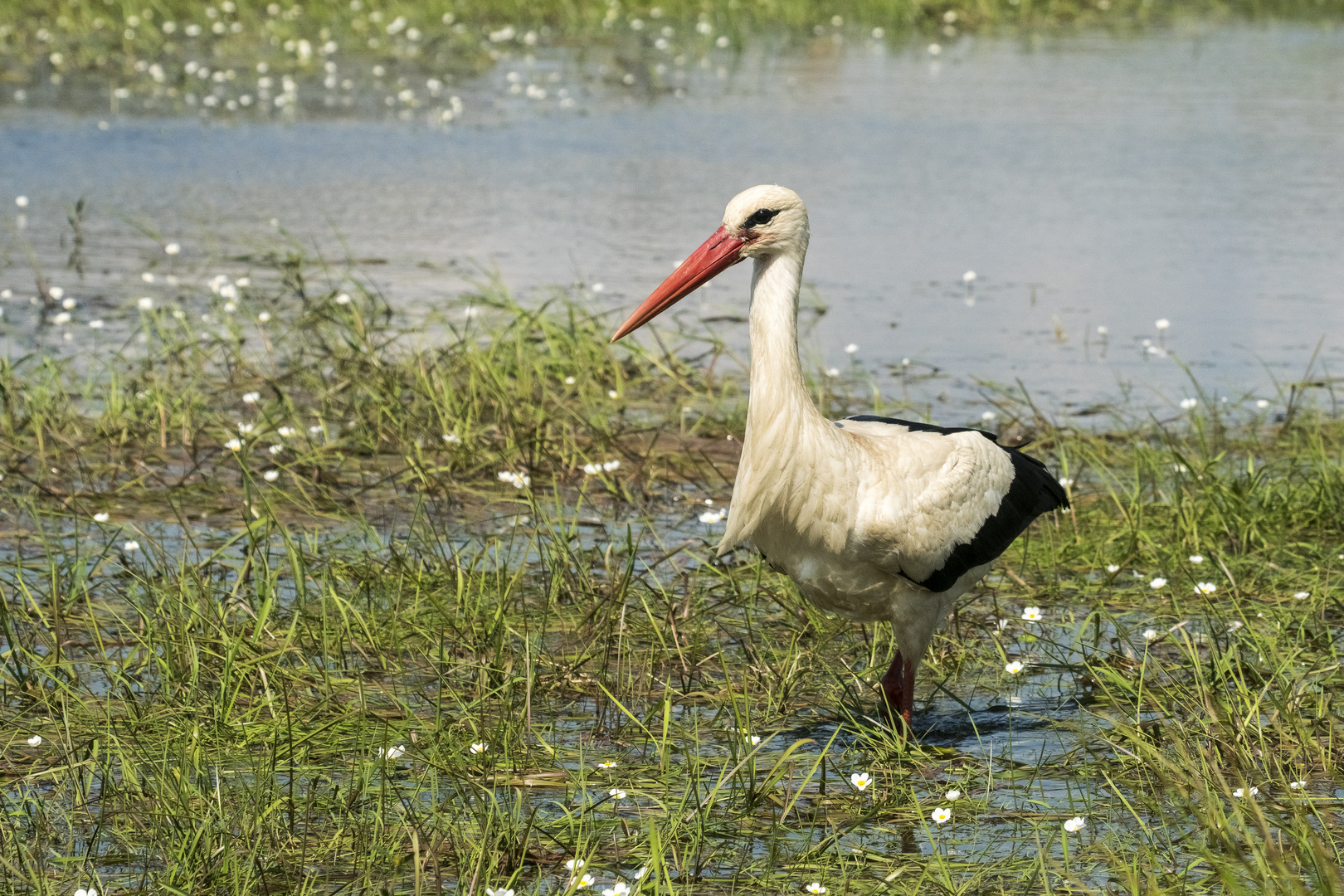 Weißstorch auf Futtersuche 