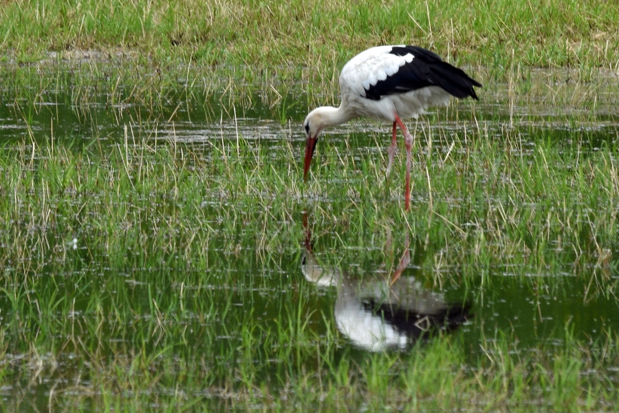 Weißstorch auf Futtersuche