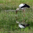 Weißstorch auf Futtersuche