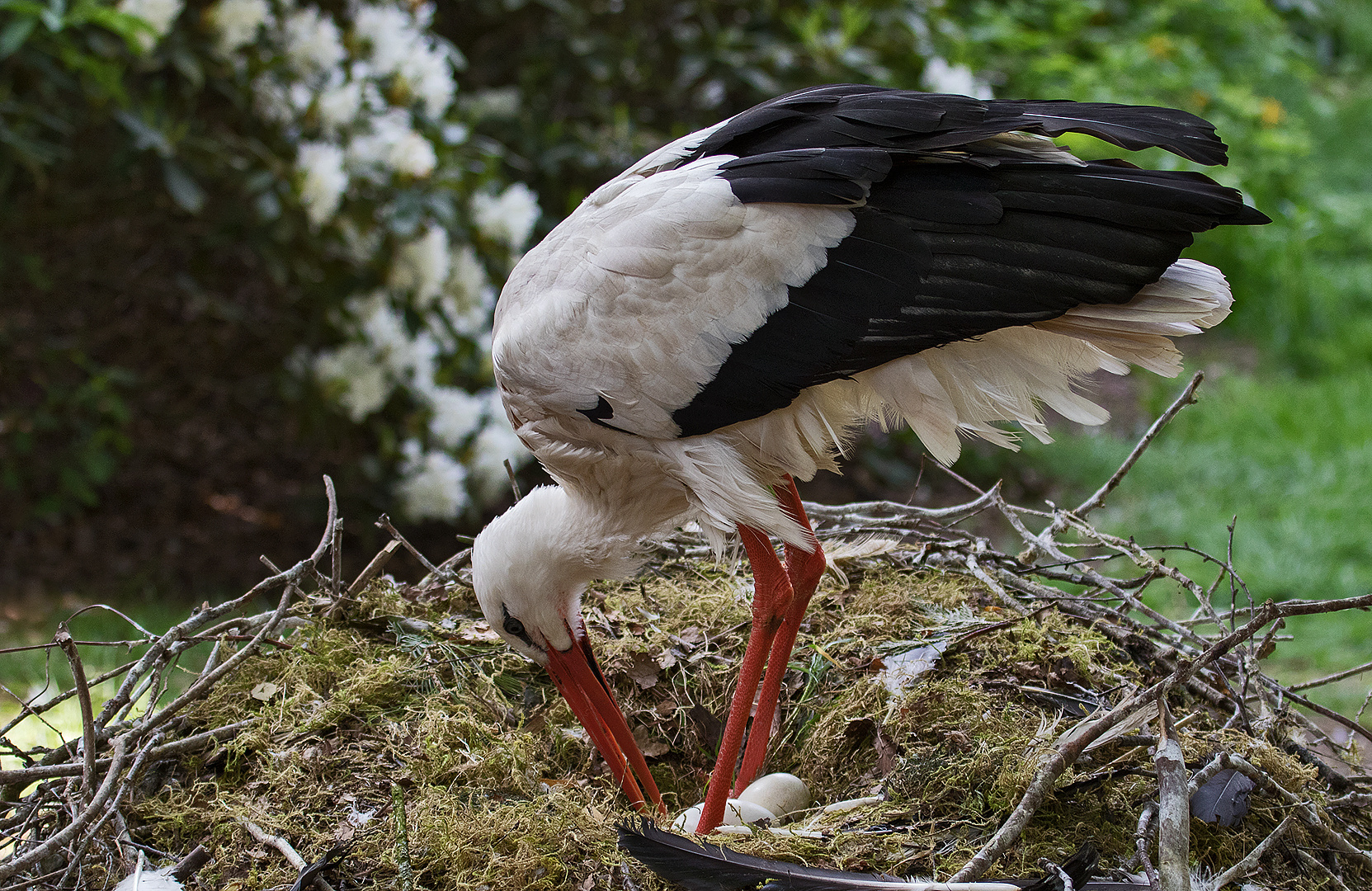 Weißstorch auf Nest 001