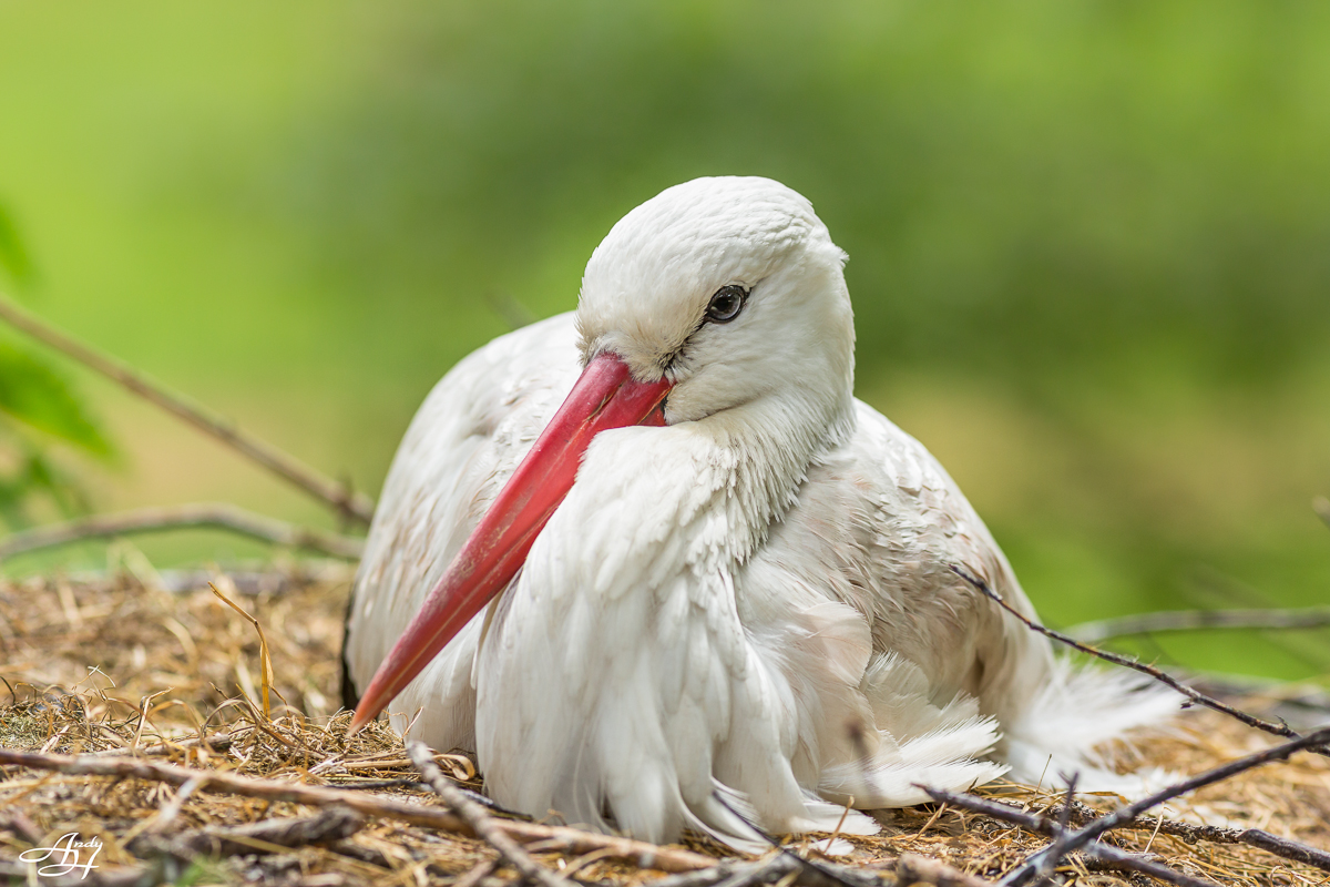 Weißstorch auf seinem Horst