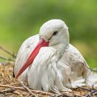 Weißstorch auf seinem Horst