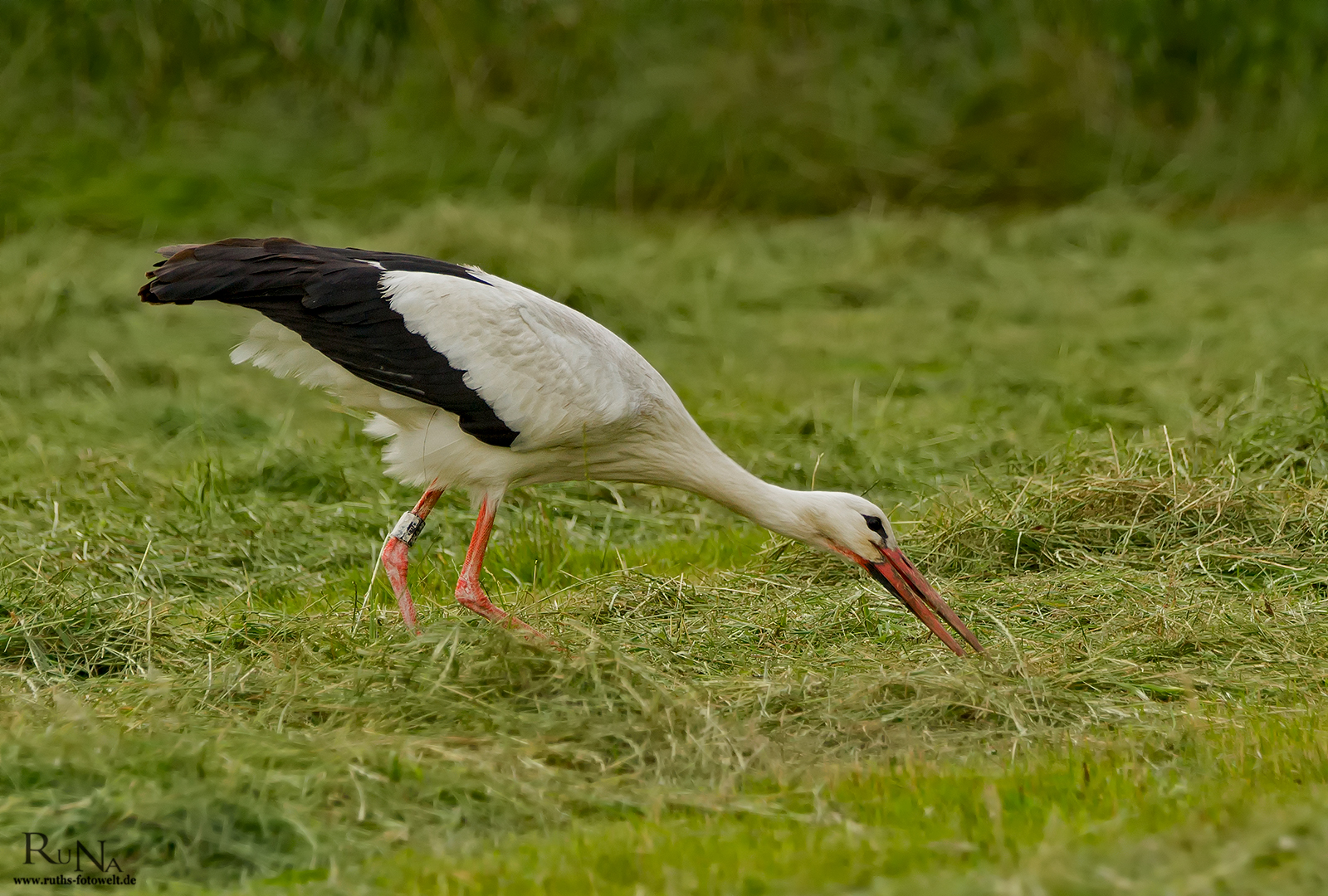 Weißstorch auf Wiese