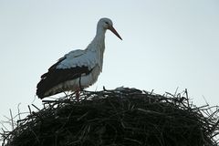 Weißstorch -aufgeplustert-