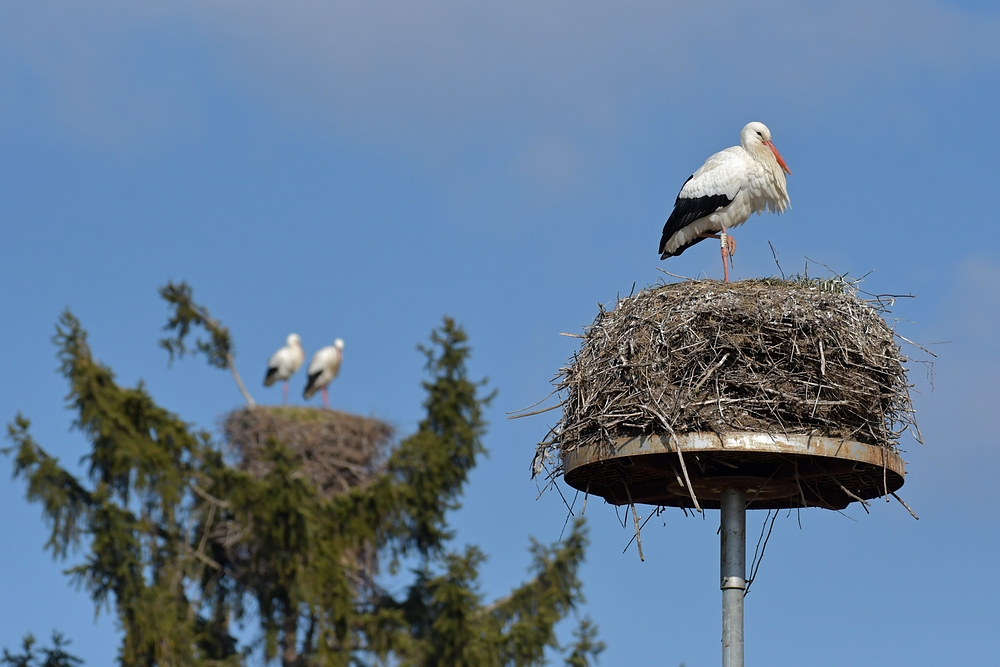 Weißstorch: Auswahl zwischen Naturbrutplatz und Nisthilfe