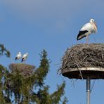 Weißstorch: Auswahl zwischen Naturbrutplatz und Nisthilfe