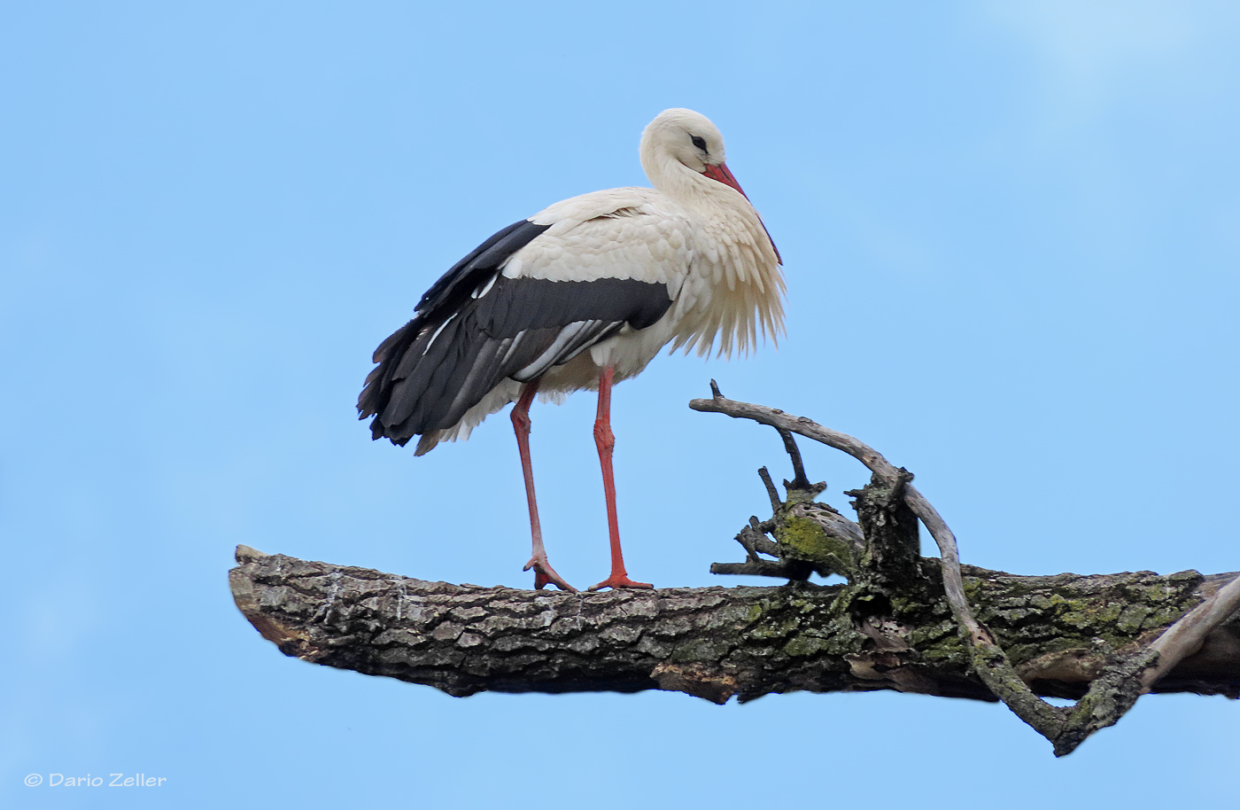 Weissstorch