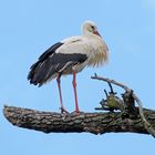 Weissstorch