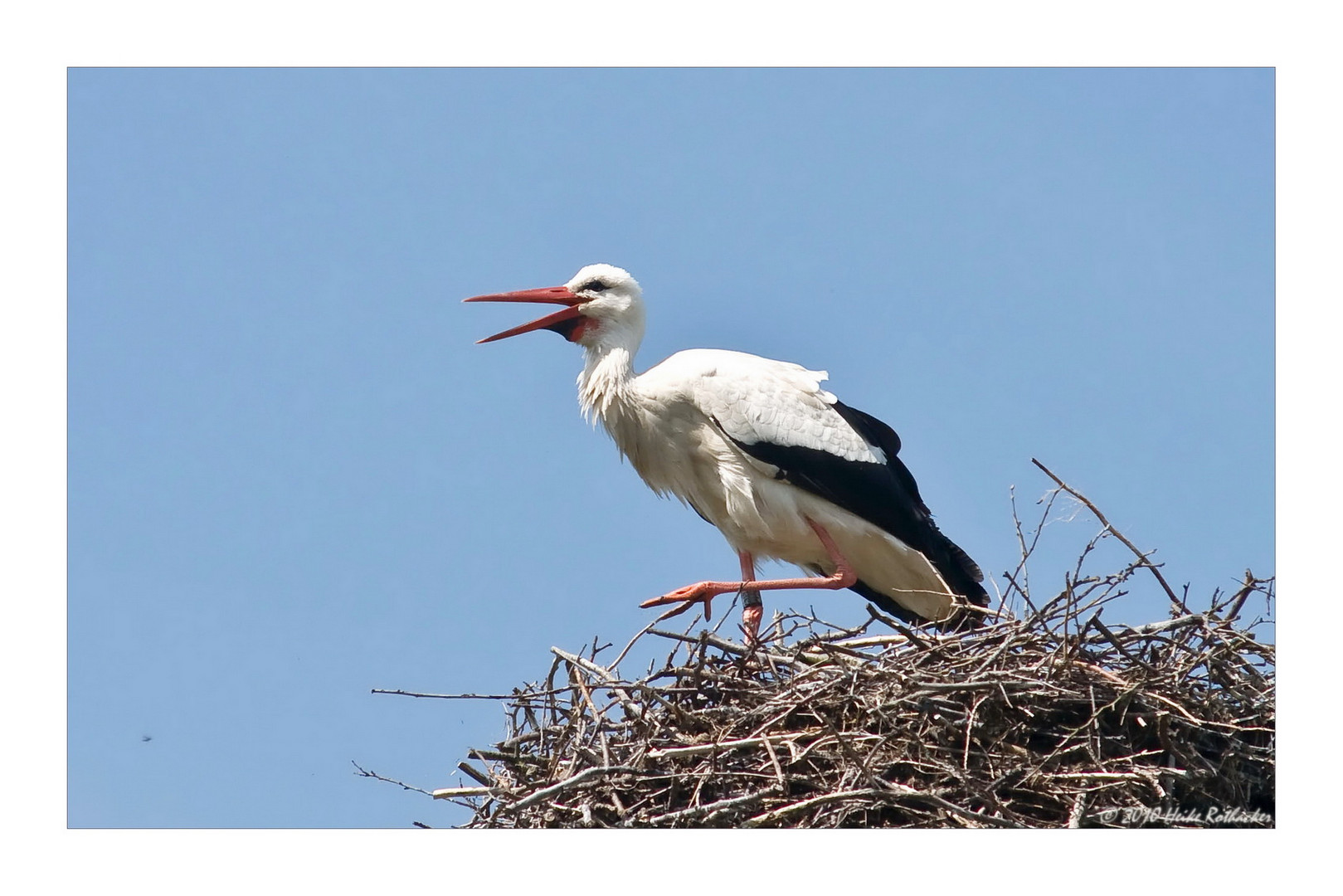 Weißstorch