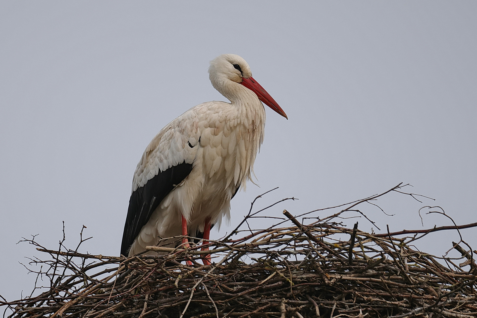 Weißstorch