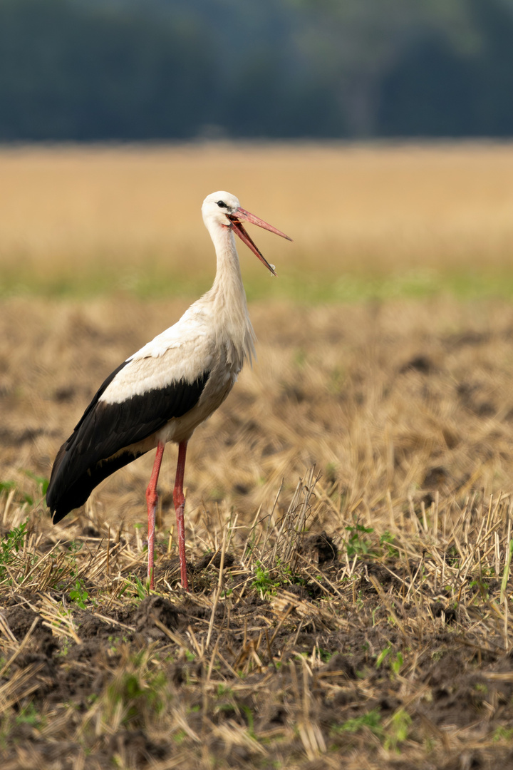 Weißstorch