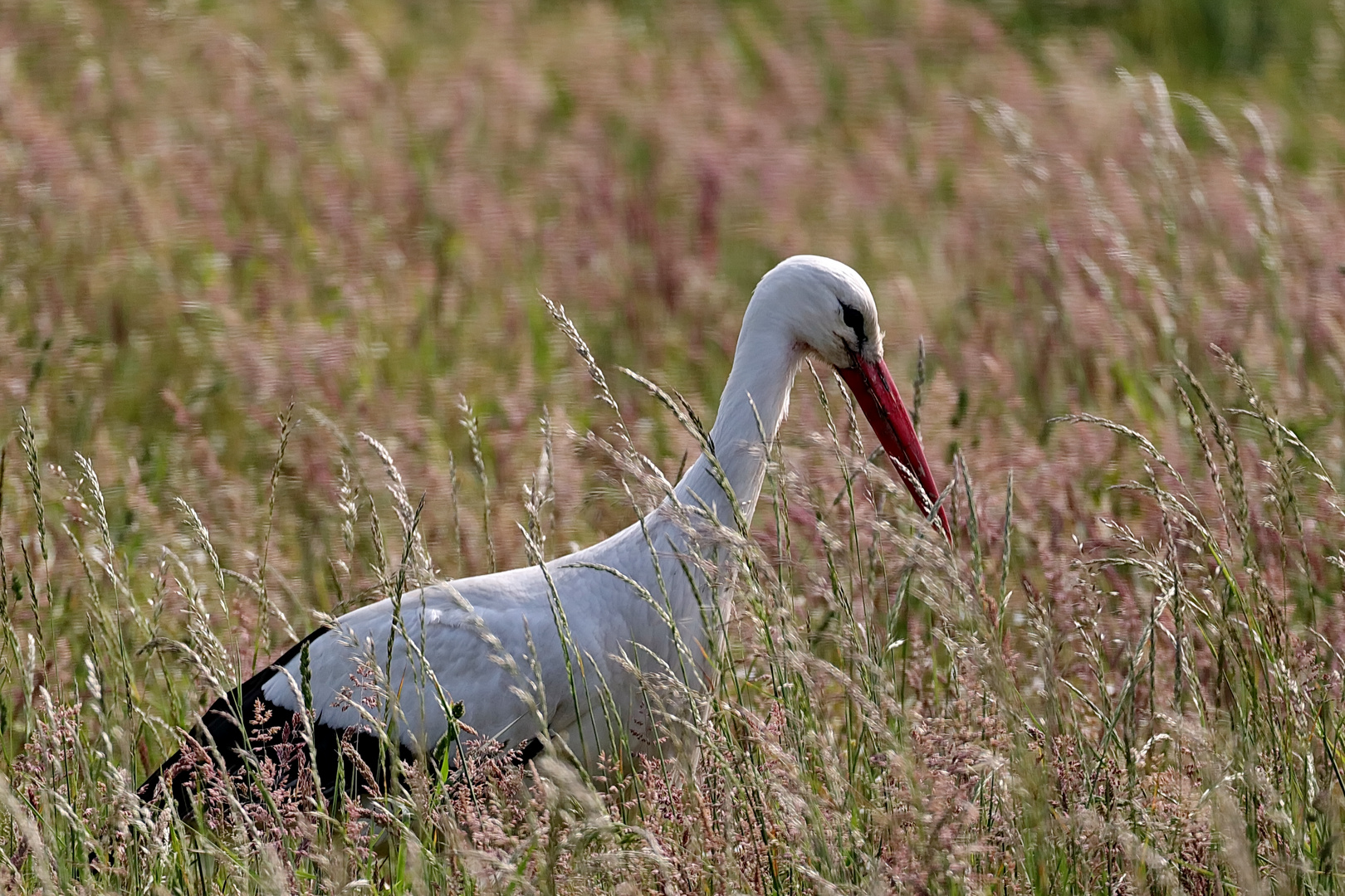 Weißstorch Foto & Bild | tiere, wildlife, wild lebende vögel Bilder auf fotocommunity