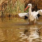 Weißstorch - Badesaison ist eröffnet