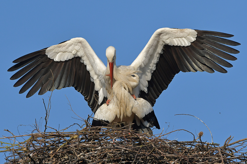 Weißstorch – Balance – Akt