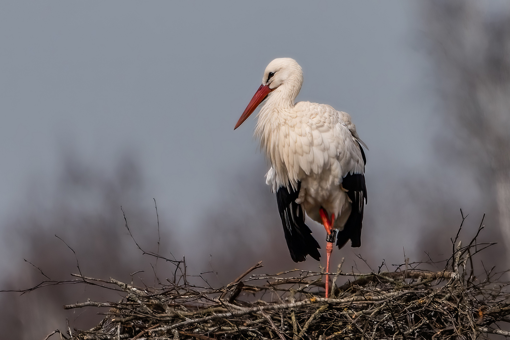 Weißstorch