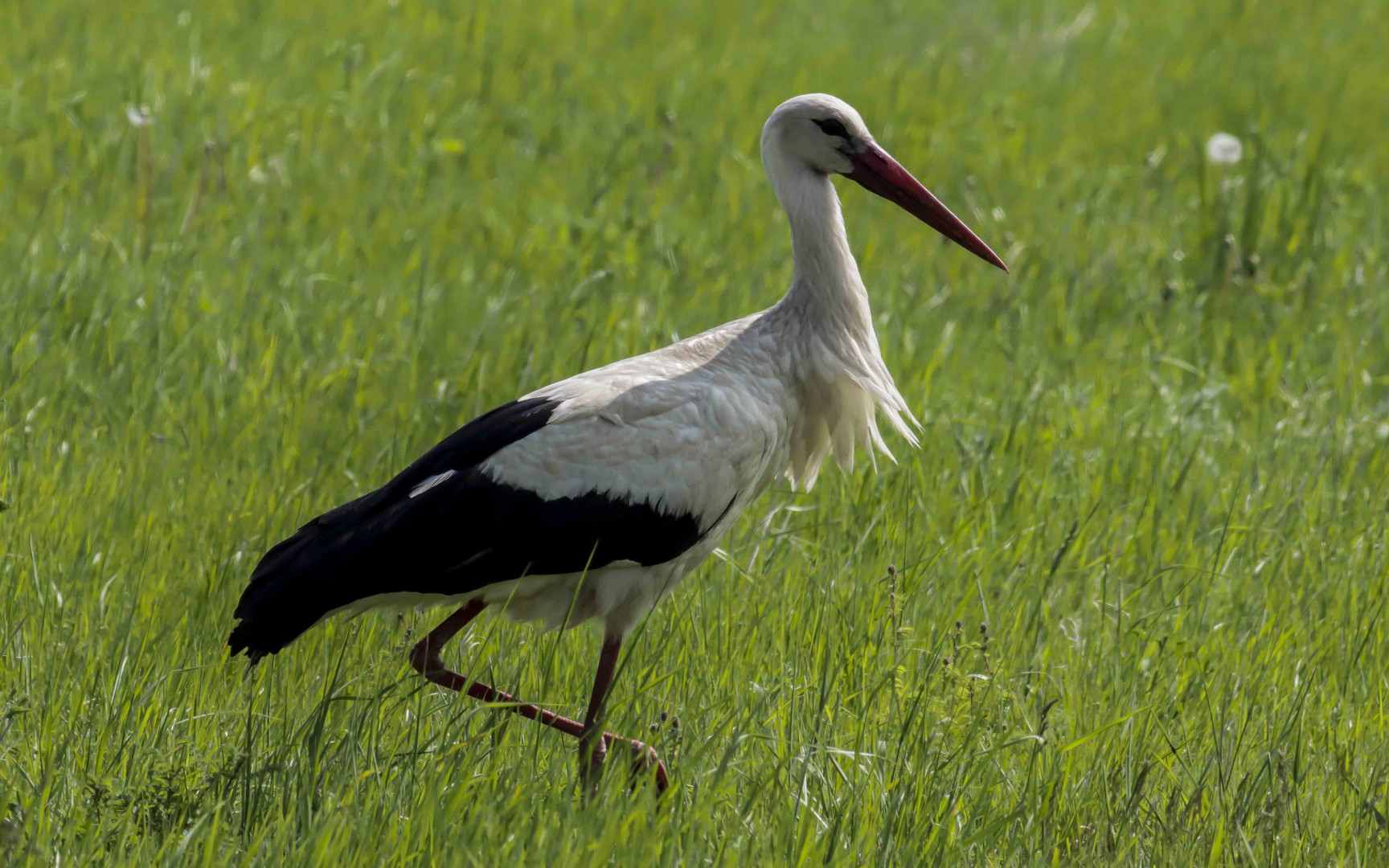 Weißstorch bei Apetlon