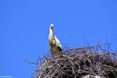 Weißstorch bei der Brut in Selcuk/Türkei