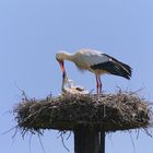 Weißstorch bei der Fütterung des Nachwuchses