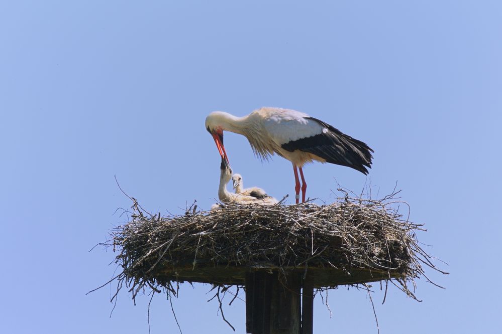 Weißstorch bei der Fütterung des Nachwuchses