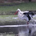 Weißstorch bei der Gefiederpflege